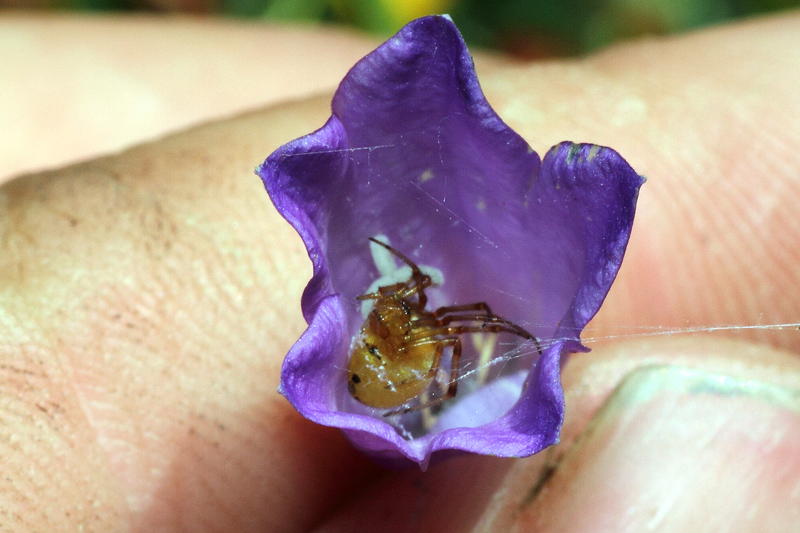 Campanula stenocodon / Campanula a corolla stretta